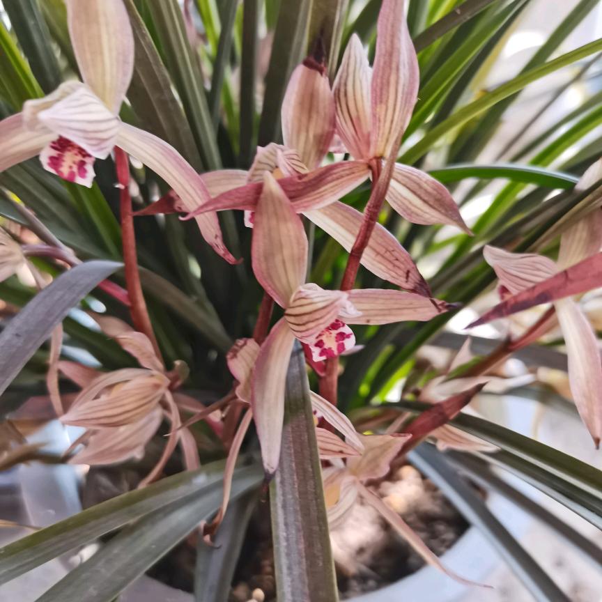 兰花草*