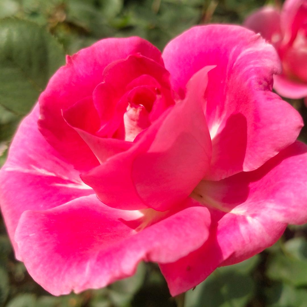 小铃铛😄（互）