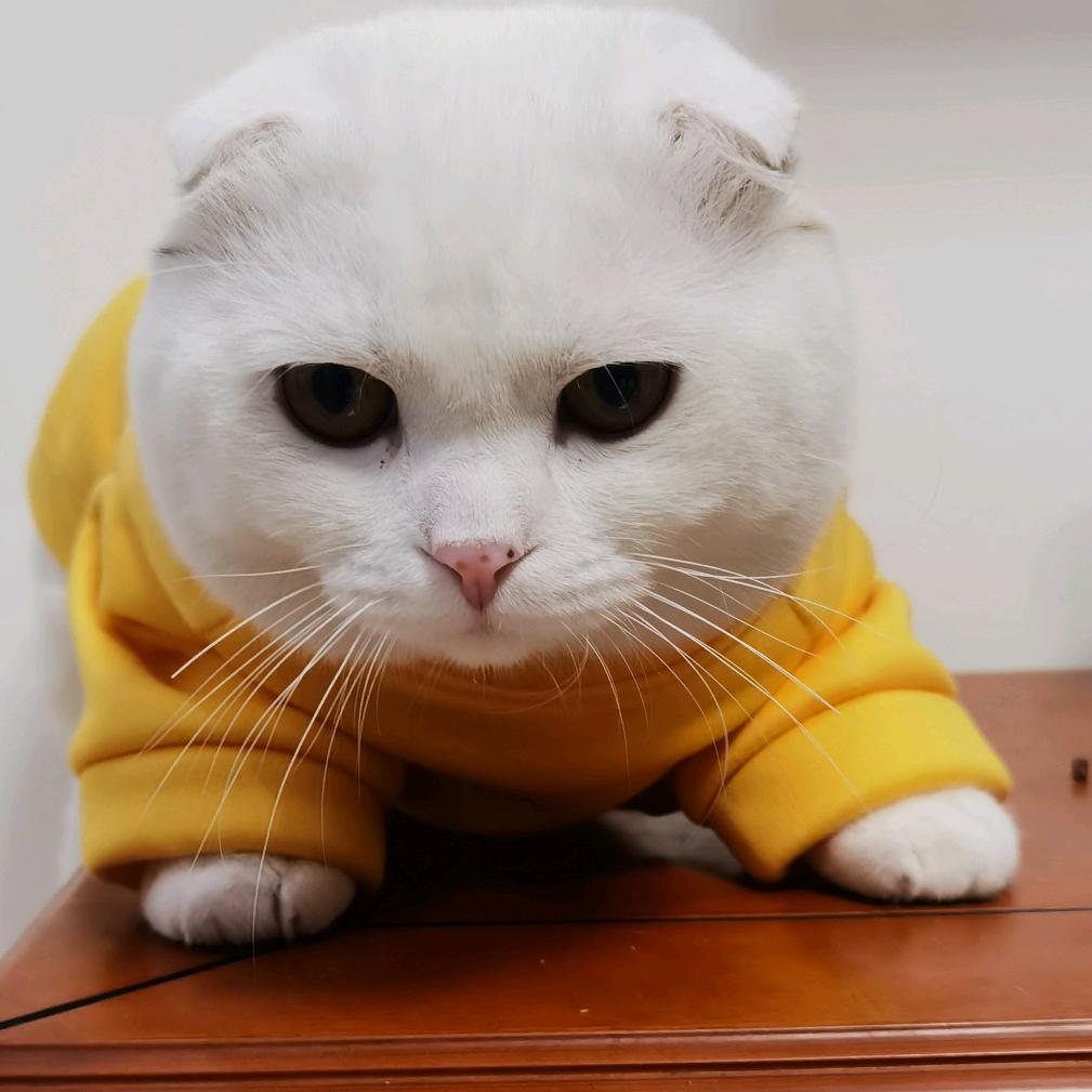 野生厨子