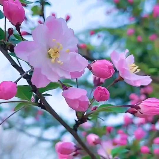 芳香短视频
