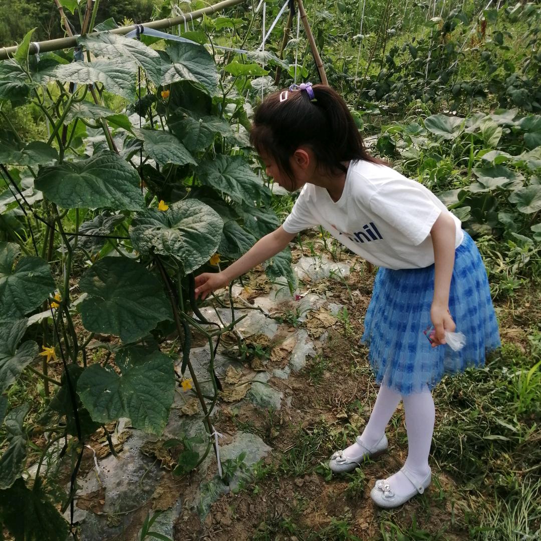 陶叔