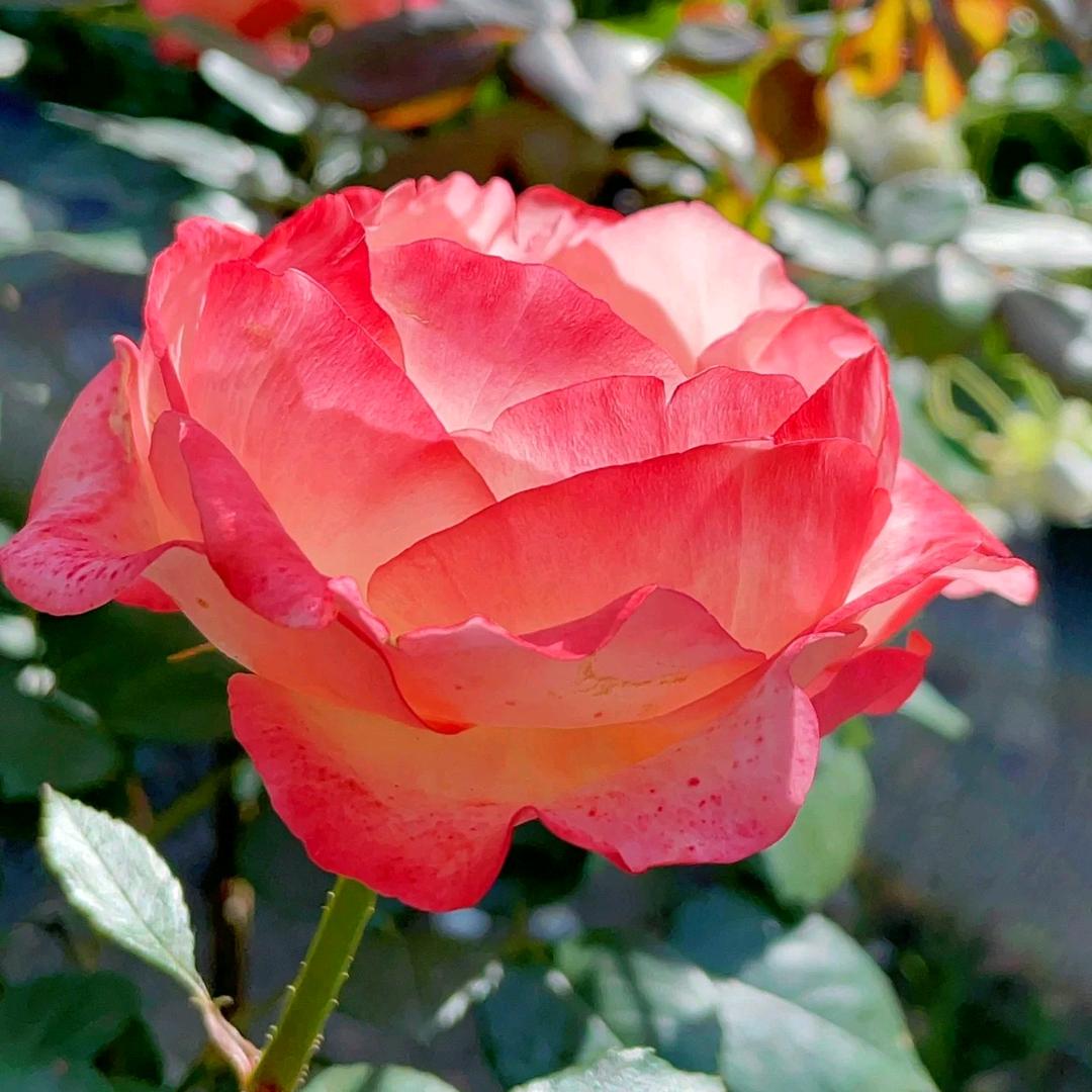 一家幸福.张丽华.回族