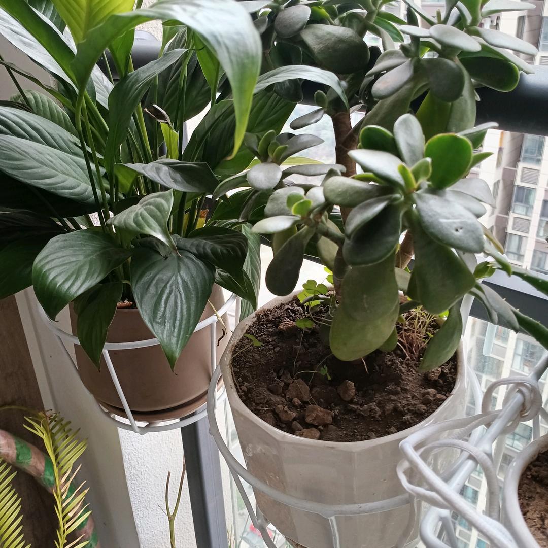 用户7713865300128平安是福