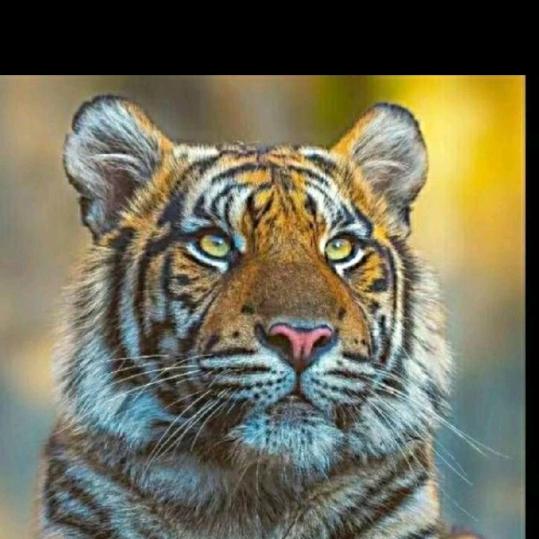 🐯🐯图尔贡. 艾麦尔