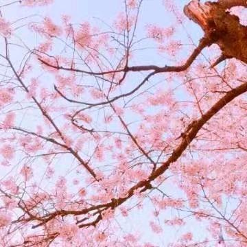 玉叶头像