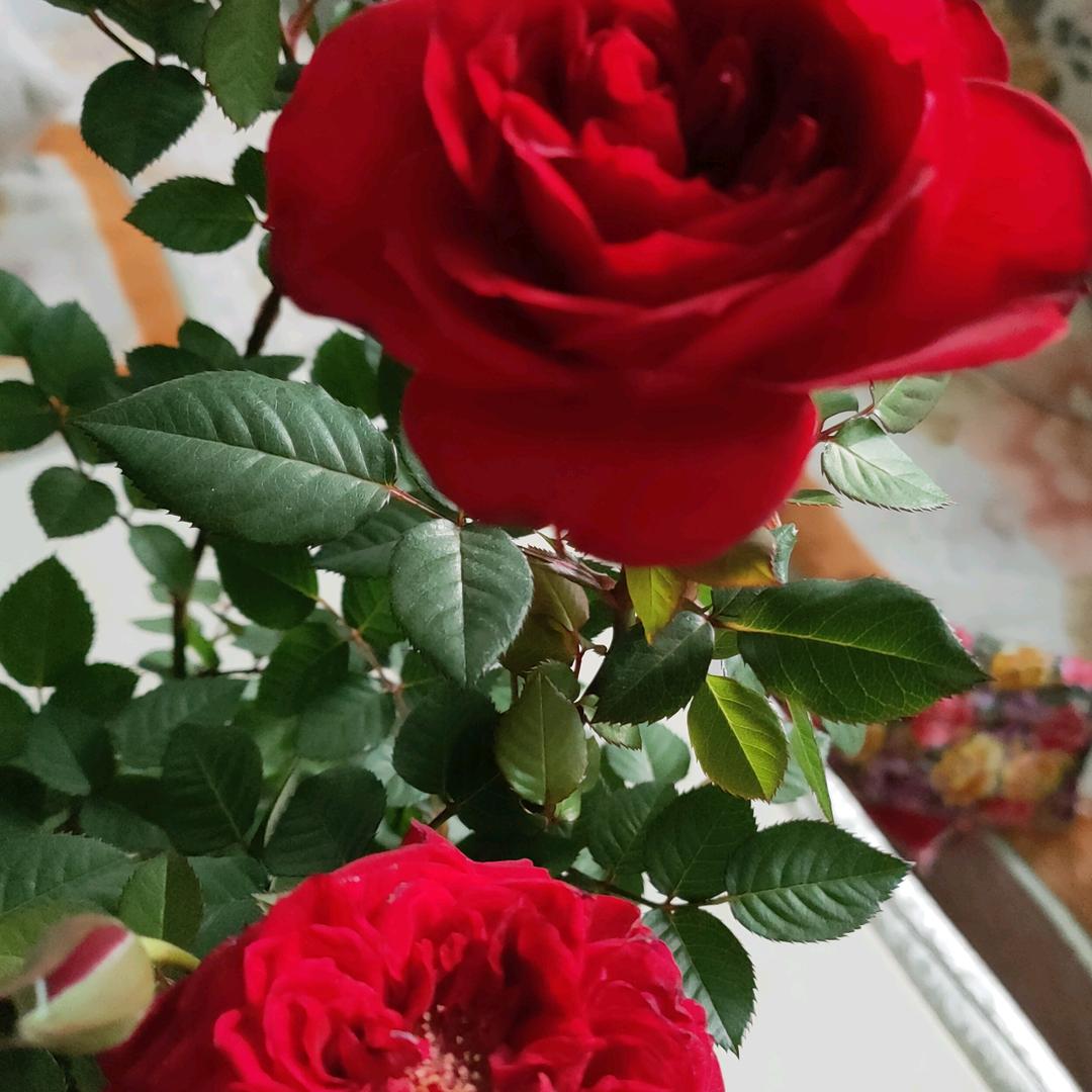 藏方头足浴官方号