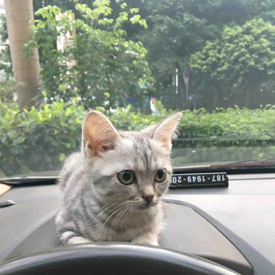 曲水流觞