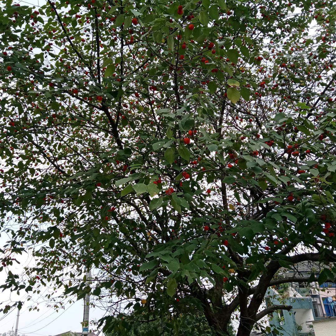 看清混世头像
