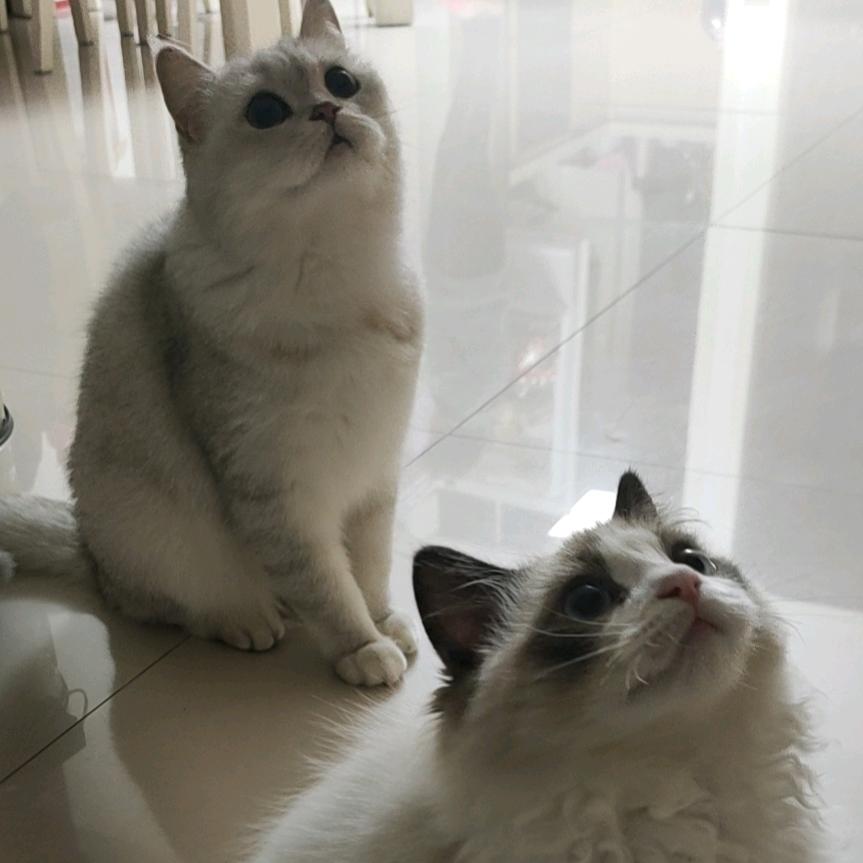 QQ和点点