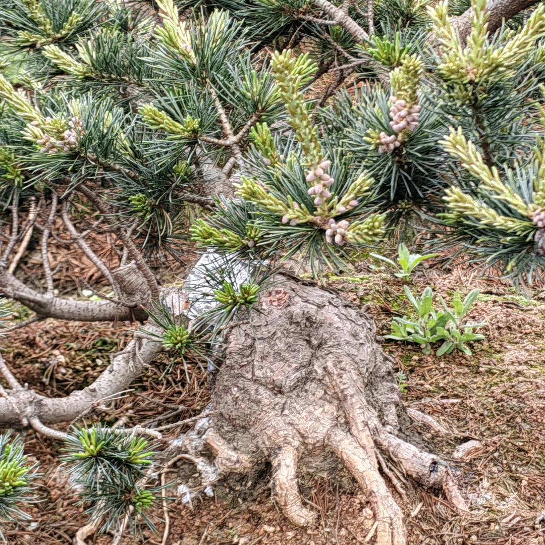 青峰农场（松柏盆景）