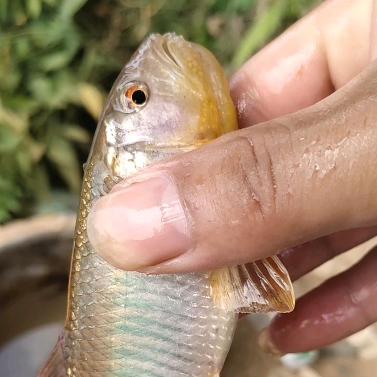 有口咩？