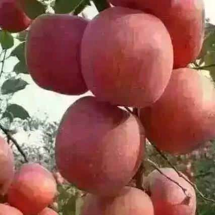 单纯