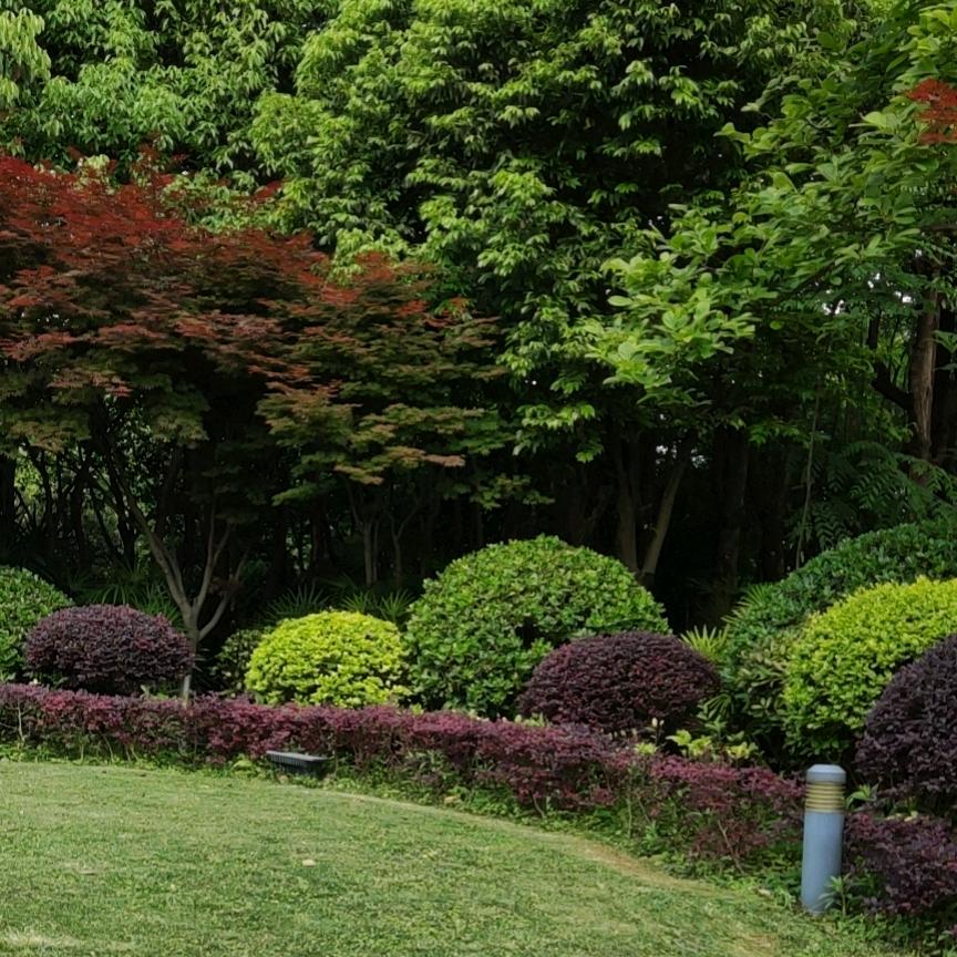 王远花