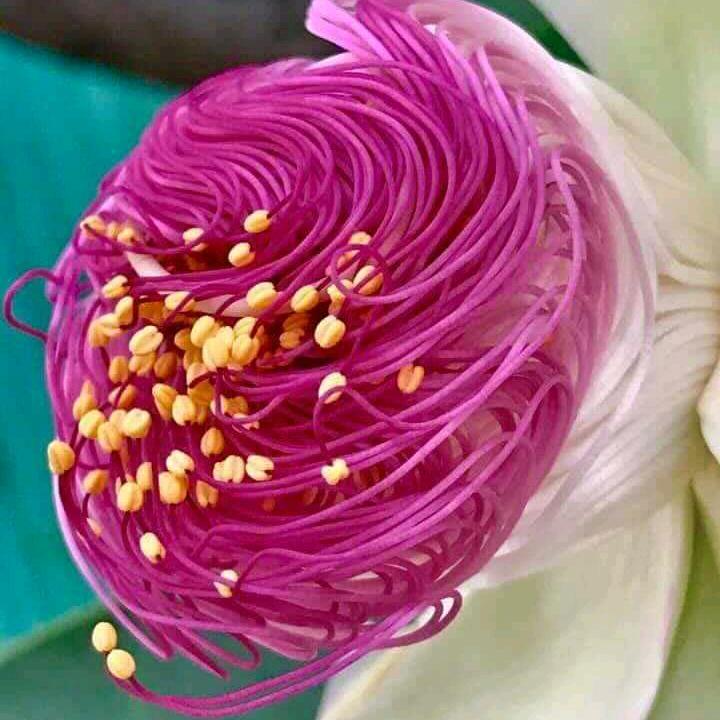 圆果