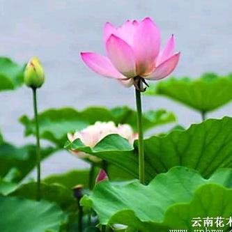 wl踏雪无痕