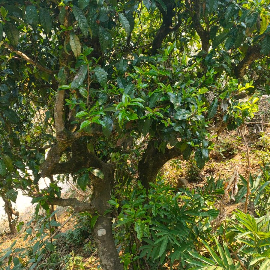 叶友茶叶初制所，代加工茶叶