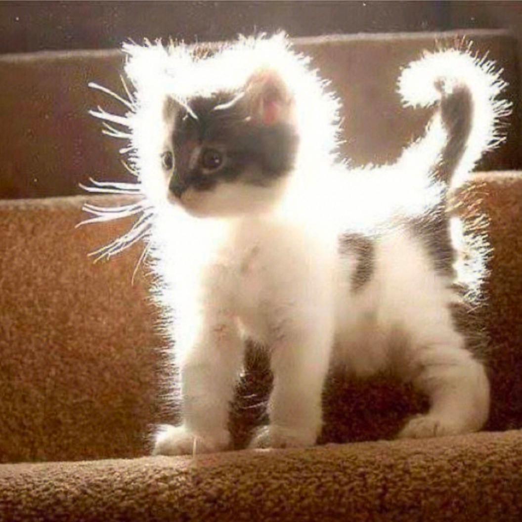 猫