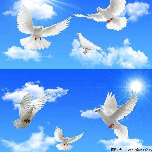 无心燕