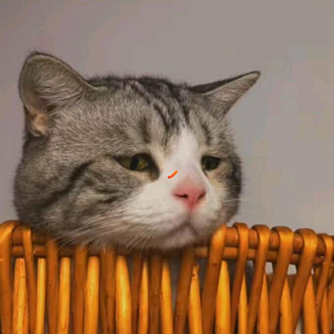 咖啡猫🐱