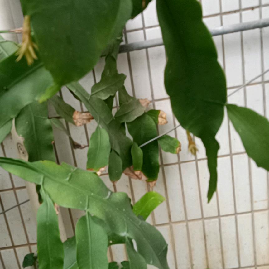 燕子荷花