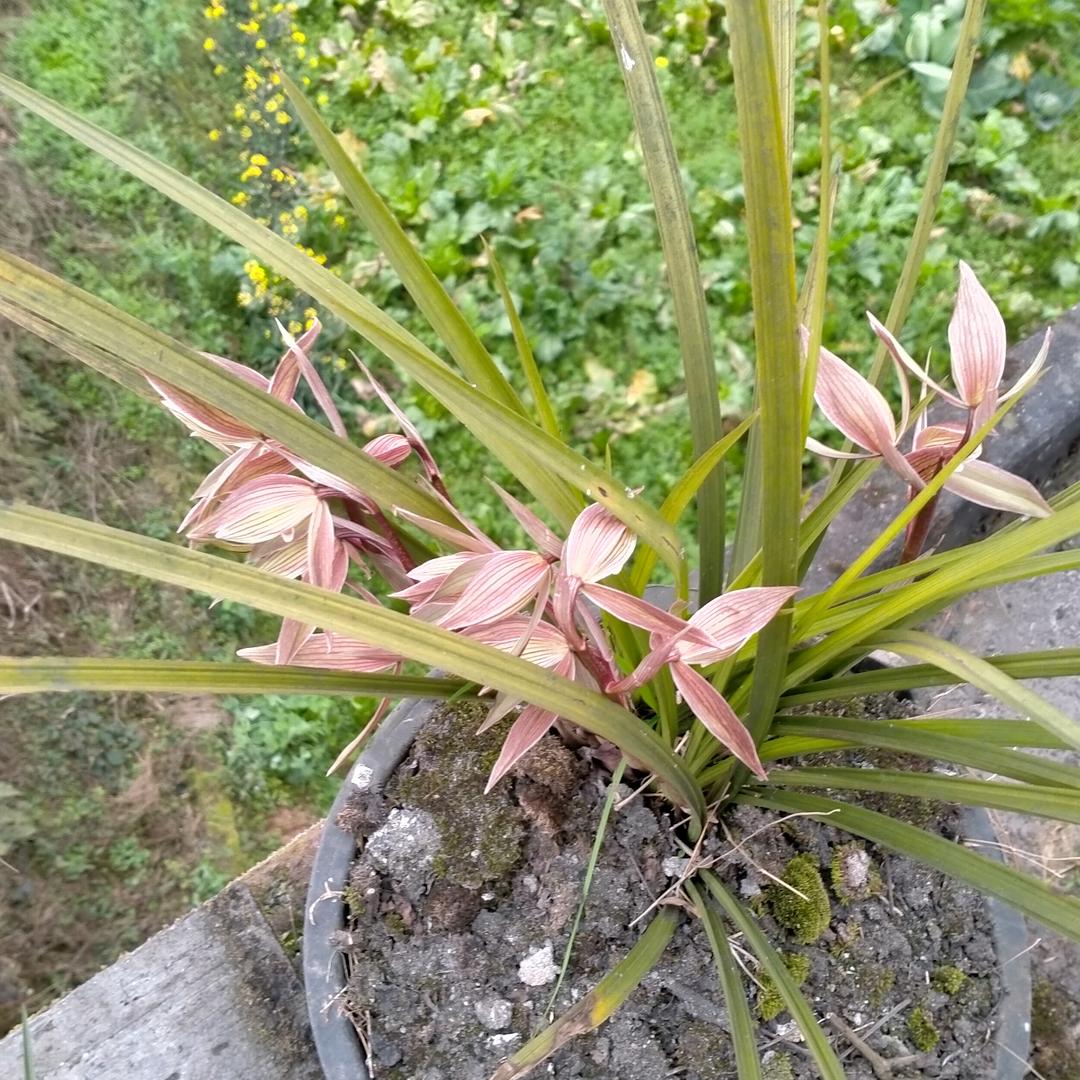 云南，绥江，云哥