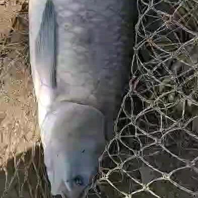 陆永华