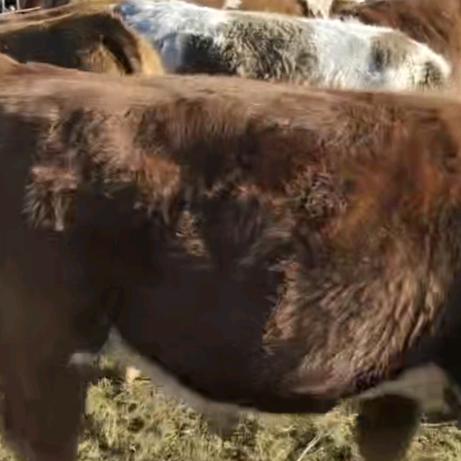 东苏天成活畜交易中心