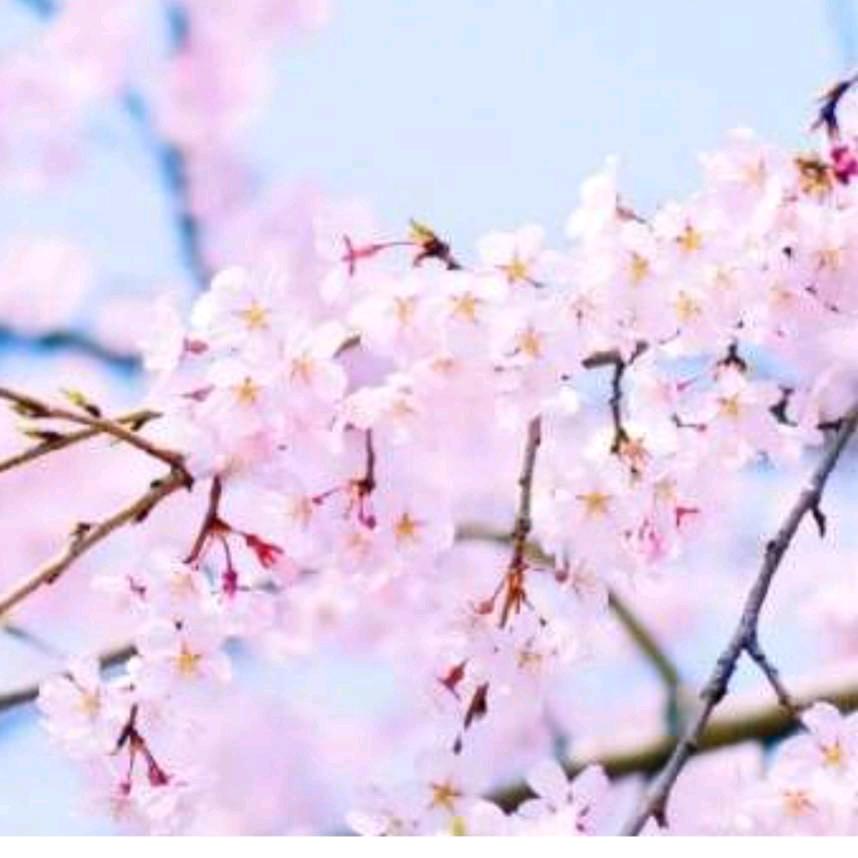 春暖花开