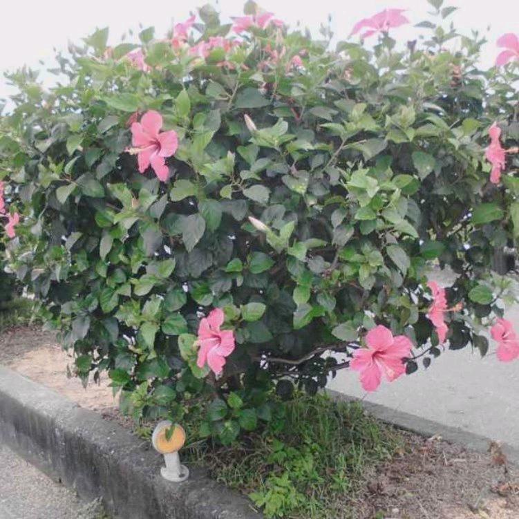 黑马富豪林娘头像