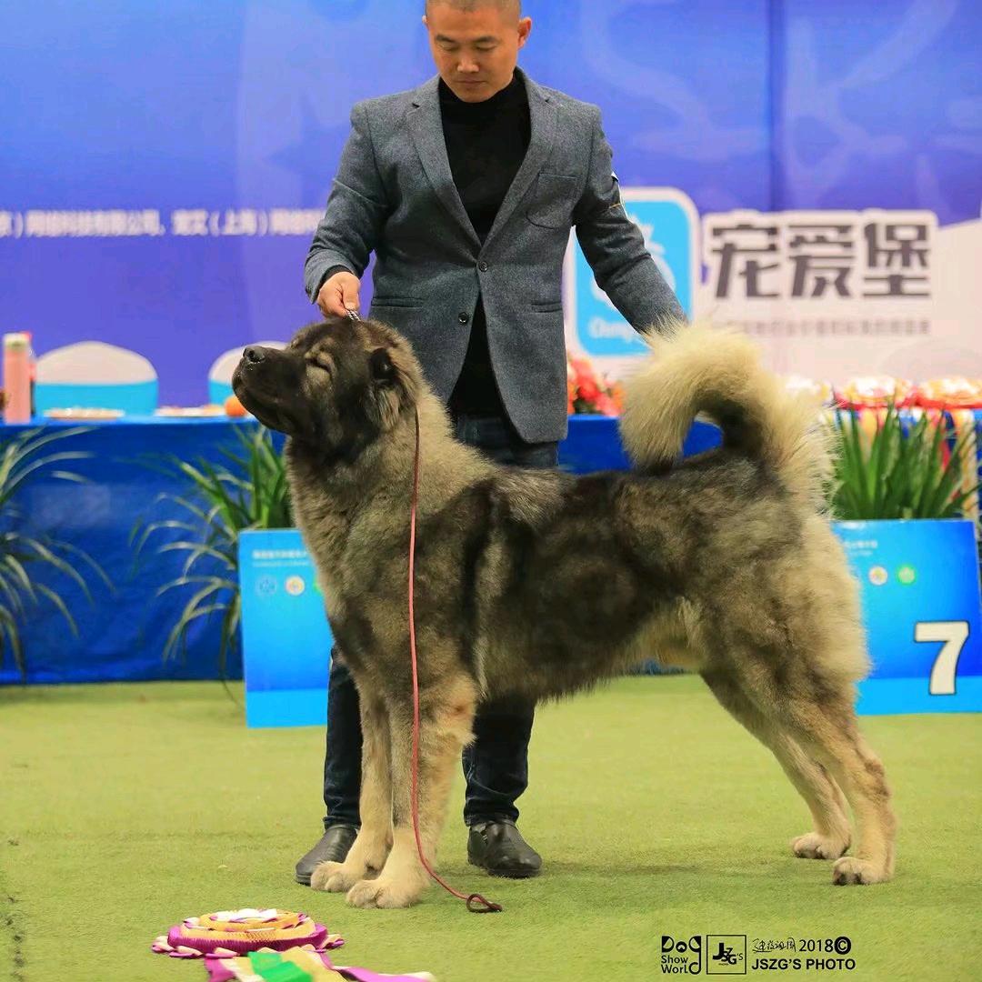杨浩犬舍高加索