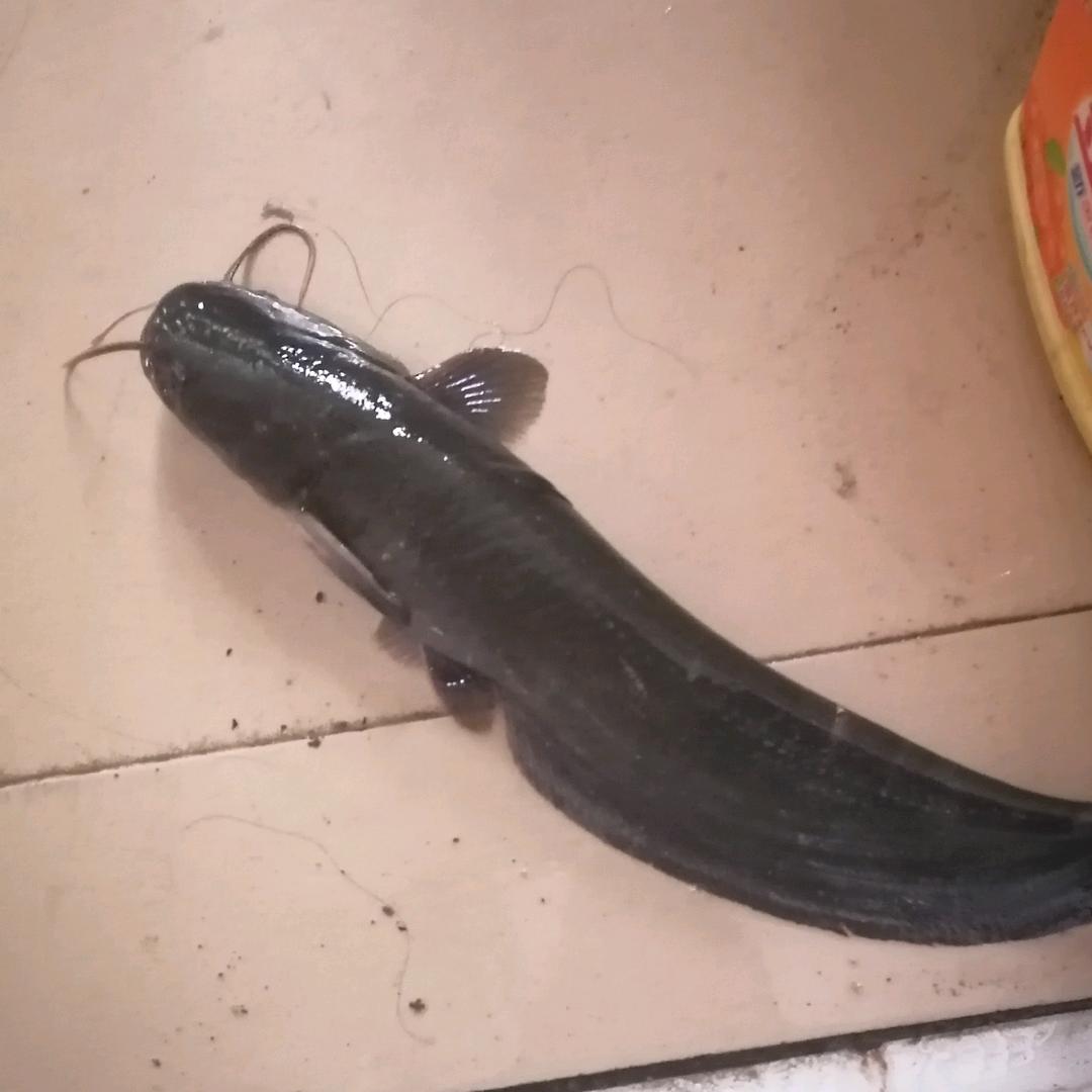 林哥爱钓鱼