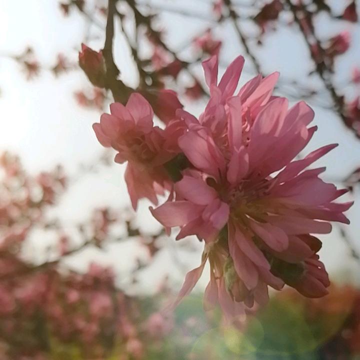 心如止水