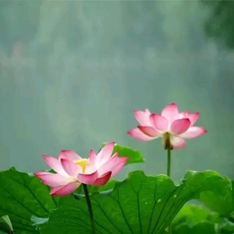 玫瑰花