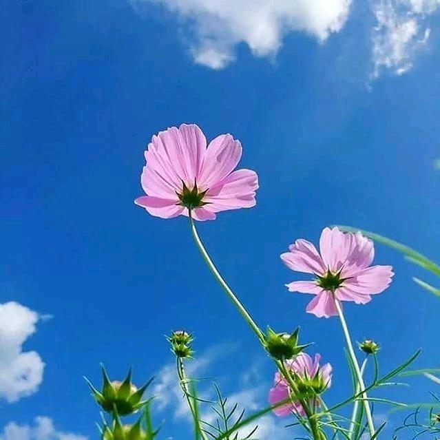 小果