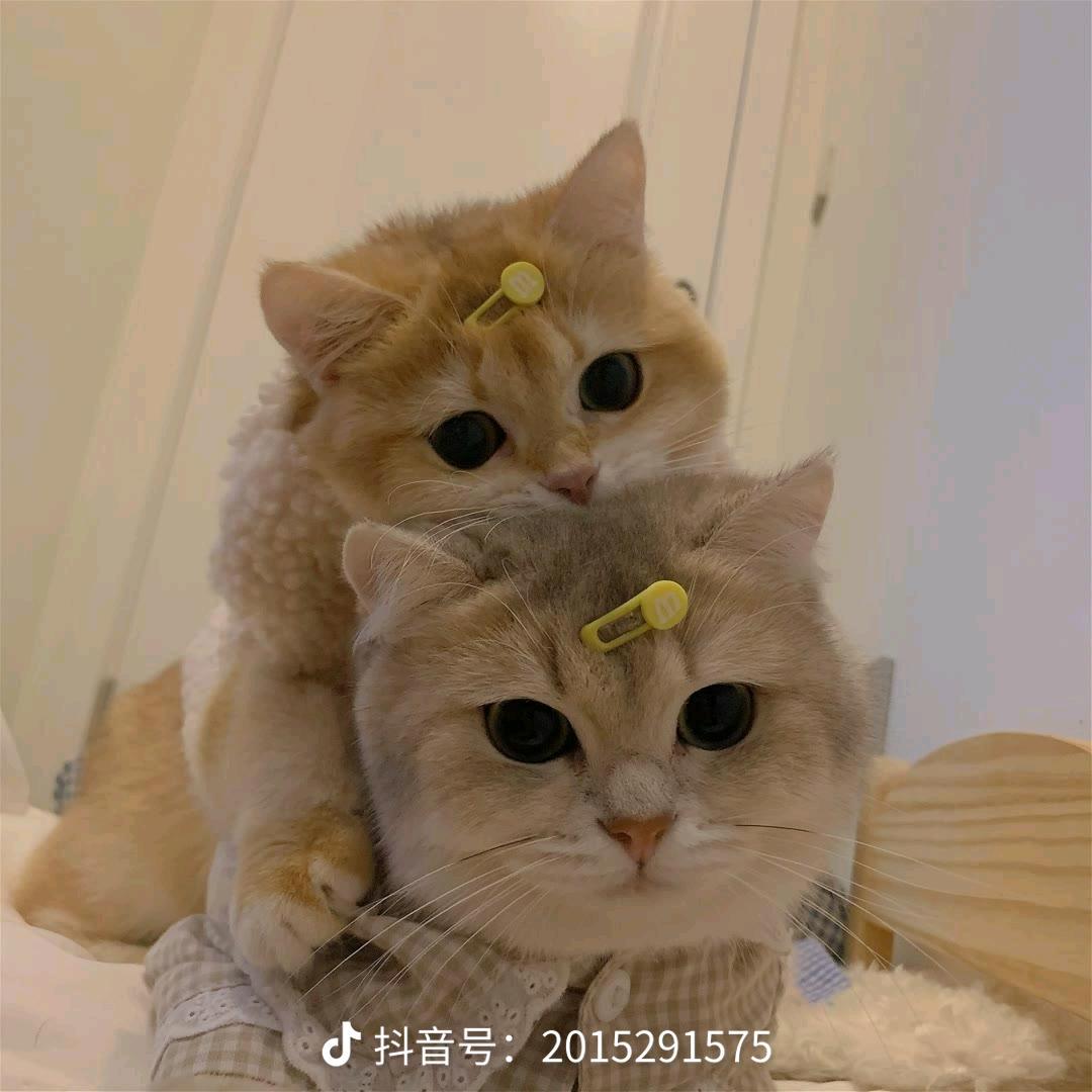 清清哪里逃