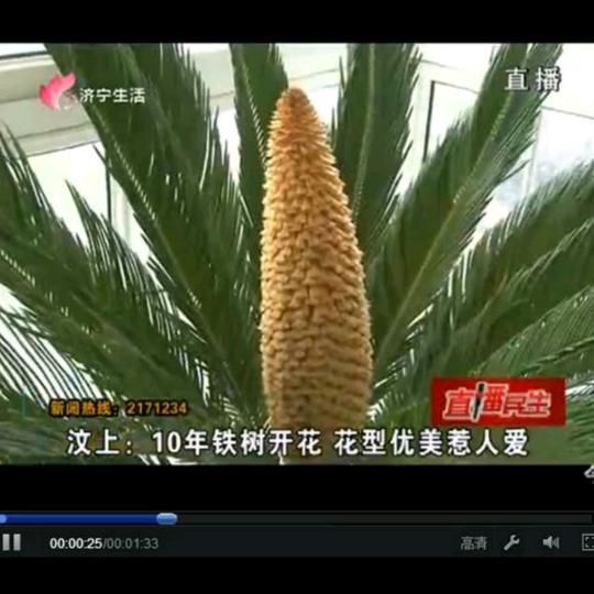 陈正华