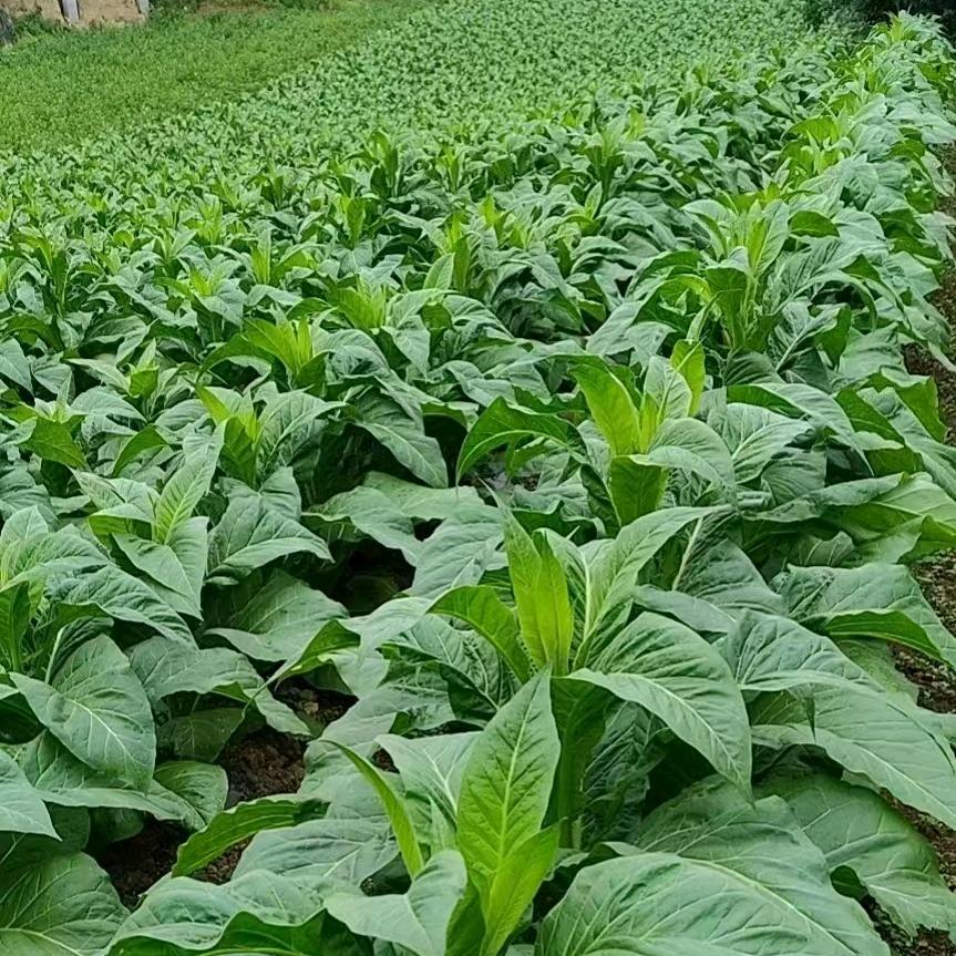 孙梦种烤烟