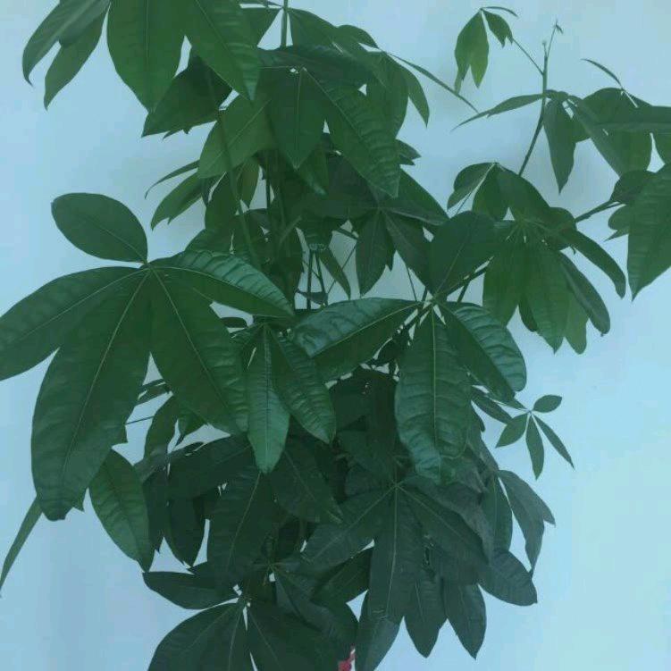 豪客