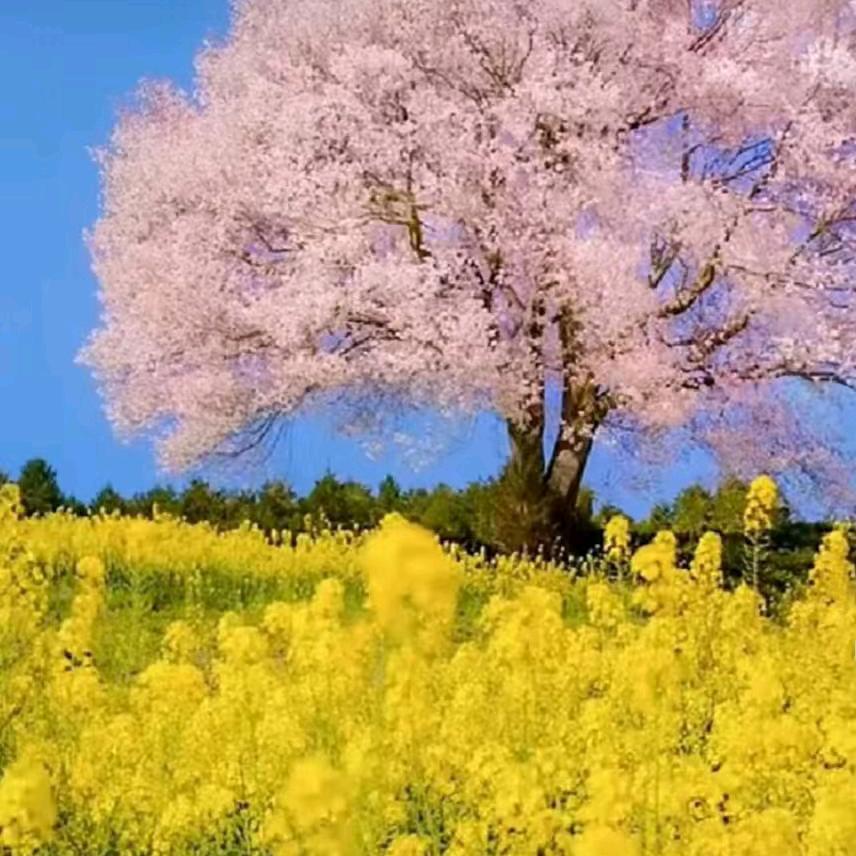 🌺好运连连🌹