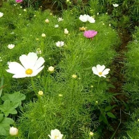 💞(✿◡丽‿ฺ✿ฺ)💞