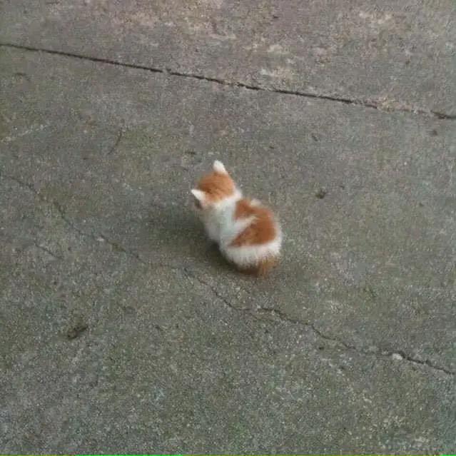 魑魅魍魉