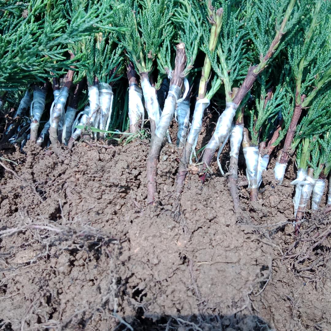 龙柏蜀桧樱花繁育基地，牟敦武