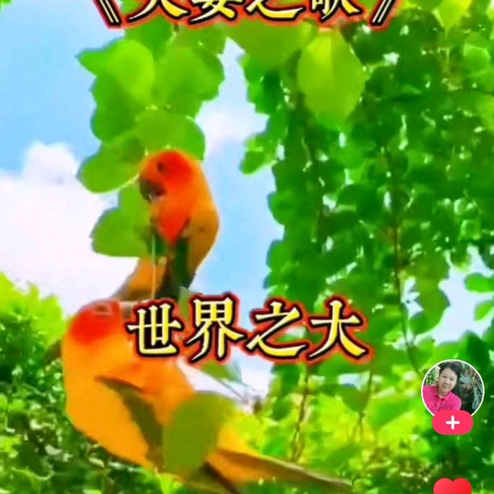 百花齐放