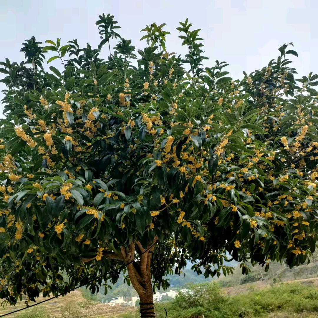 简简单单拒绝私聊