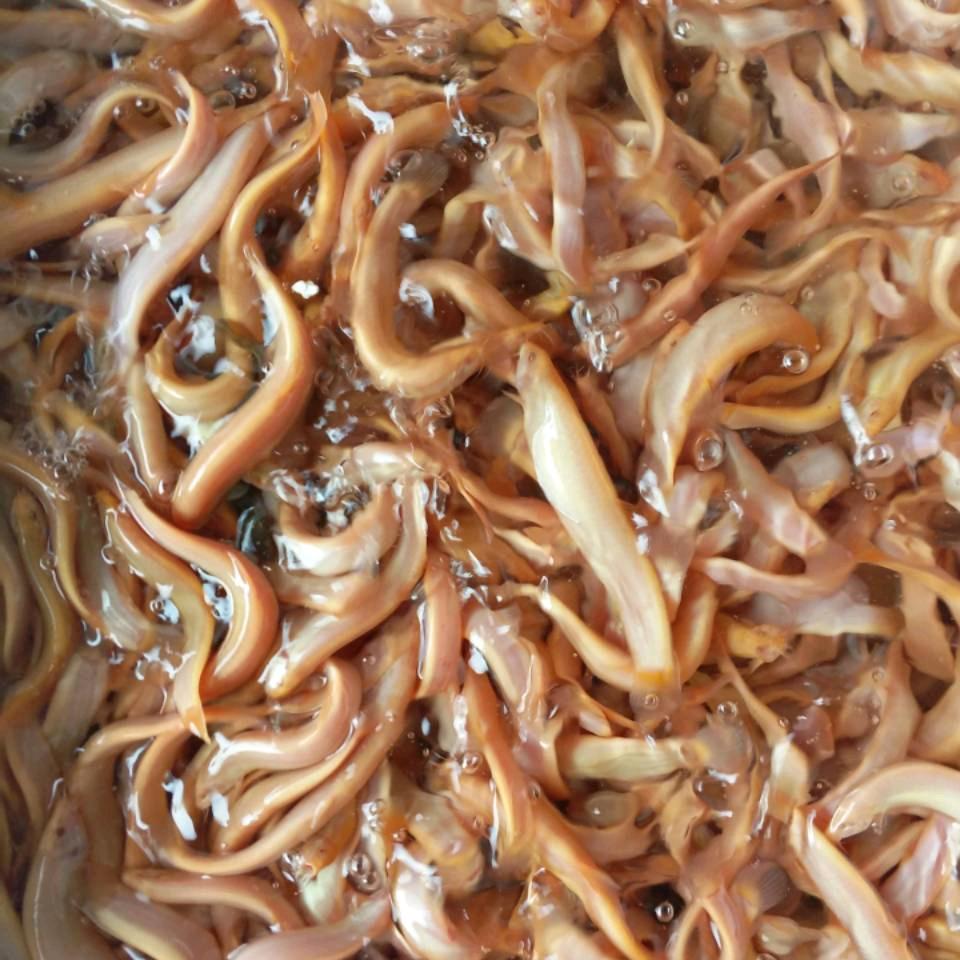 龙态河