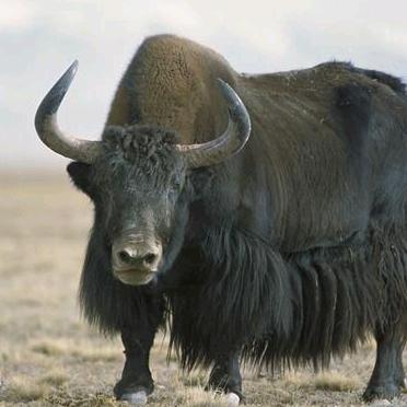 文鹏牛副牛肉食品加工