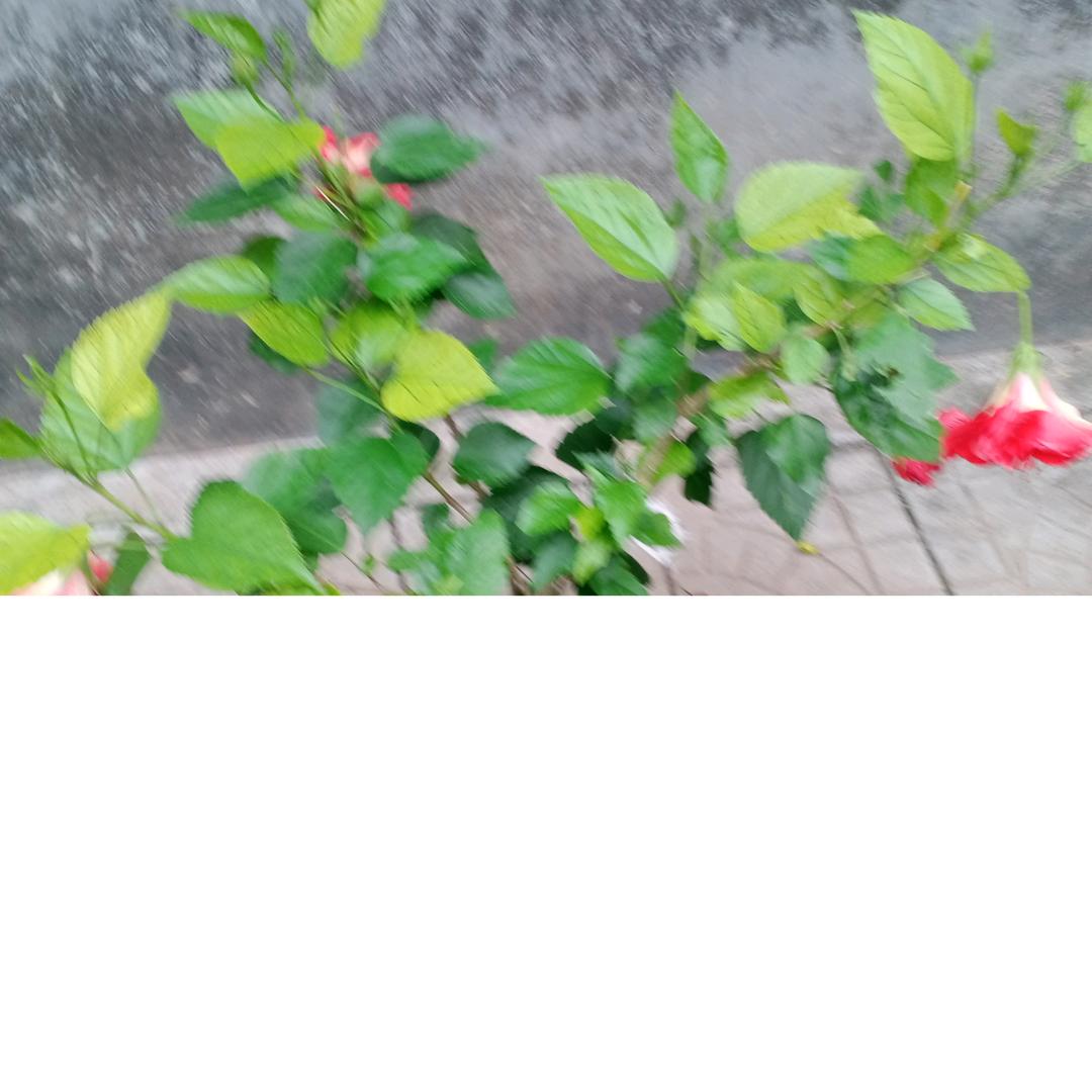 绿化苗木老王
