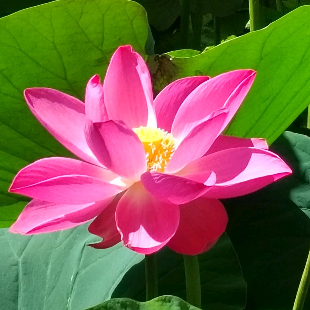 乌日罕wurihan