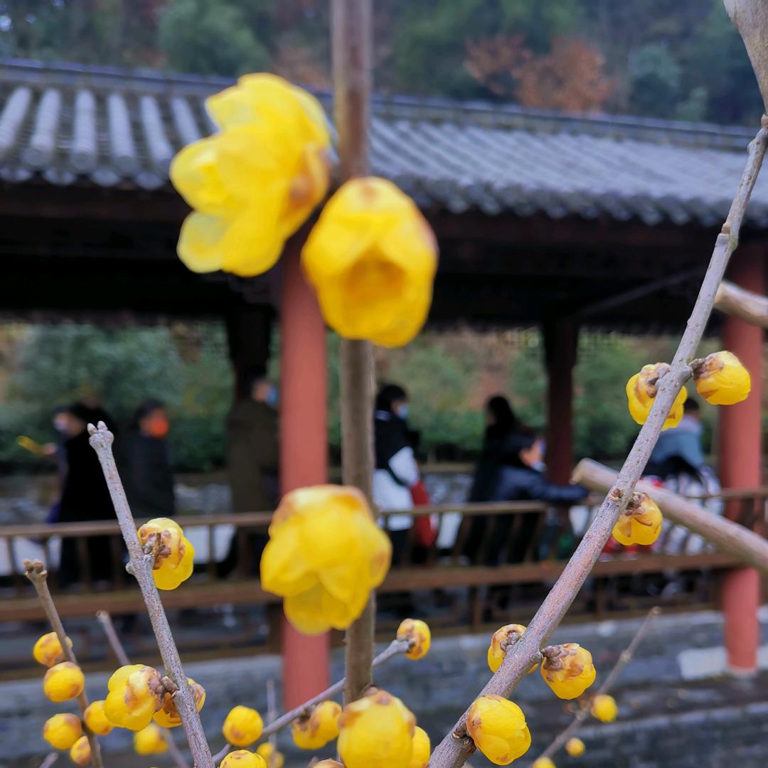 凡夫子650323