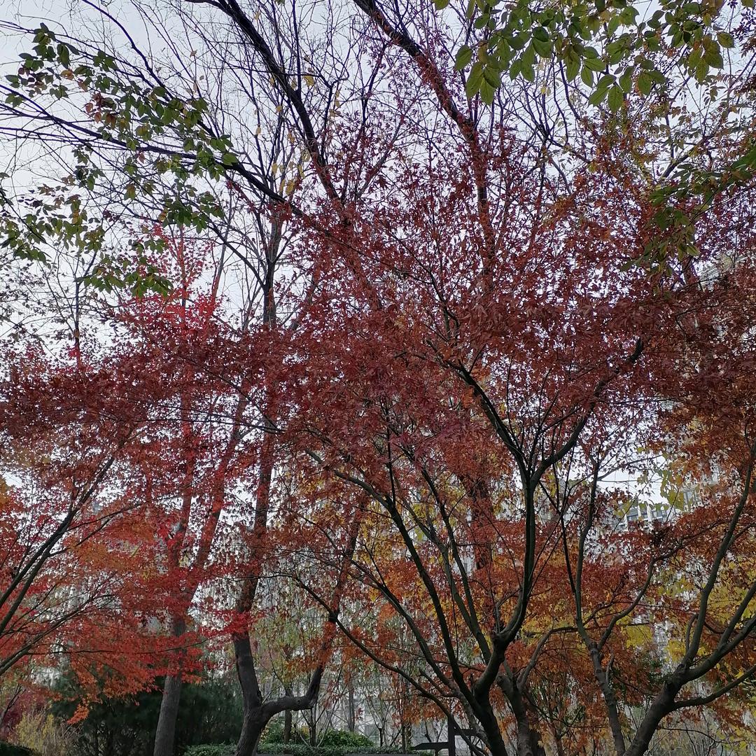 🍁🍁枫叶